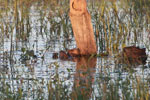 Several capybara swimming, including babies [brazil_1594]