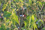 Yellow-billed Cardinal (Paroaria capitata)