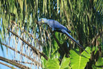 Hyacinth Macaw (Anodorhynchus hyacinthinus) [brazil_1649]