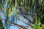 Hyacinth Macaw (Anodorhynchus hyacinthinus) [brazil_1659]