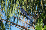 Hyacinth Macaw (Anodorhynchus hyacinthinus) [brazil_1660]