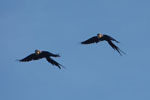 Hyacinth Macaws (Anodorhynchus hyacinthinus) in flight