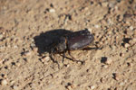 Brown beetle