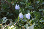 Water hyacinth flowers [brazil_1684]