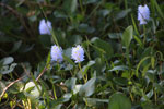 Water hyacinth flowers