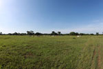 Cattle in the Pantanal
