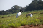 Jabiru stork [brazil_1708]