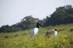 Jabiru stork [brazil_1710]
