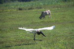 Jabiru stork taking flight