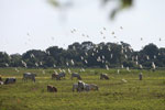 Cattle and birds