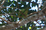 White-eyed Parakeet (Aratinga leucophthalmus)