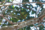 White-eyed Parakeet (Aratinga leucophthalmus)