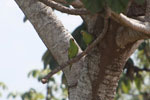 Yellow-chevroned Parakeets (Brotogeris chiriri) [brazil_1757]