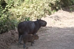 Mother capybara with baby