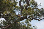 Female black Howler Monkey (Alouatta caraya)
