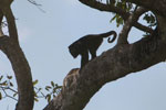 Male black howler monkey