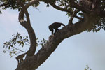 Black-and-gold howler monkey (Alouatta caraya) [brazil_1769]