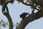 Black-and-gold howler monkey (Alouatta caraya) [brazil_1772]