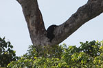 Black-and-gold howler monkey (Alouatta caraya)