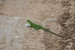 Common green iguana