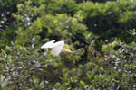 Capped Heron (Pilherodius pileatus) in flight