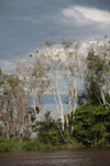 Cormorants in a tree along the Cuiaba river