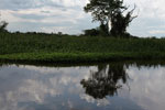 Small slow-moving river in the Pantanal