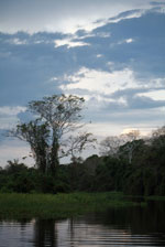 Pantanal wetland