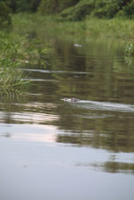 Caiman in the Pantanal