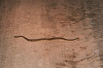 Venemous Bothrops mattogrossensis snake