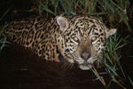 Jaguar emerging from the Pantanal