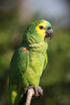 Blue-fronted Amazon Parrot (Amazona aestiva)
