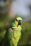 Turquoise-fronted Amazon Parrot (Amazona aestiva)