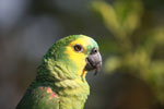 Blue-fronted Parrot (Amazona aestiva)