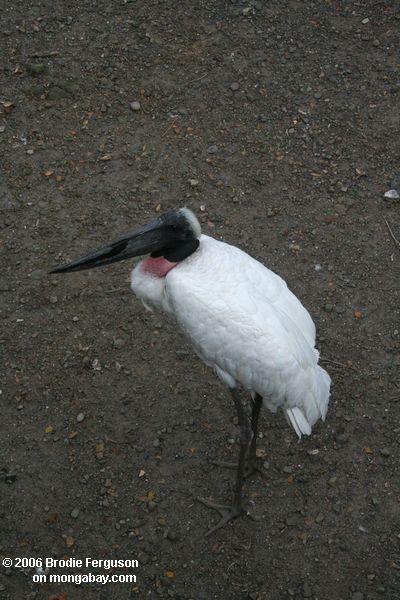 Jabiru Stork (Jabiru mycteria)