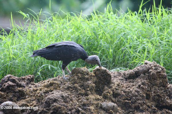 Scavenger bird feeding on a pile of dung