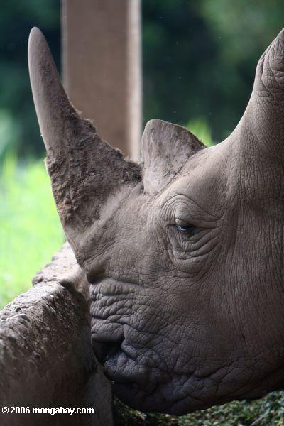 Headshot of a white rhino
