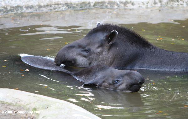 Pair of tapirs in water