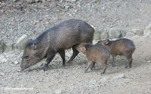 Mama collared peccary with young pigs