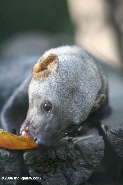 Tayra (Eira barbara), an active weasel-like mammal, eating fruit