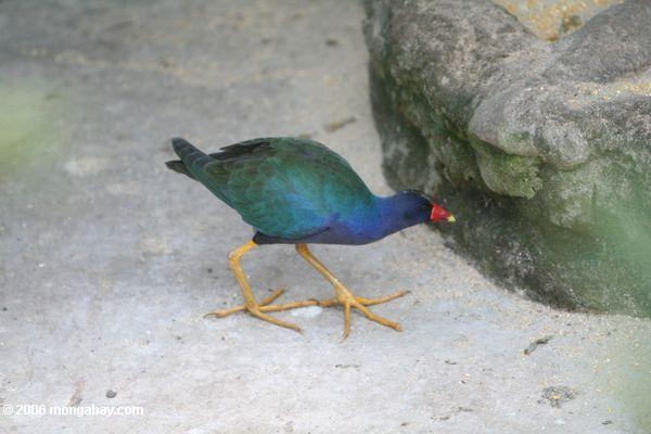 Pollo de agua (Porphyrio martinica)