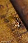 Firefly, Lighting Beetle, family Lampyridae