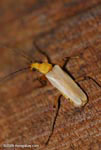 Soldier Beetle, family Cantharidae