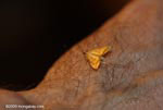 Tiny moth