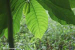 Rainforest leaf