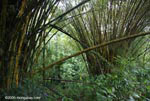 Giant bamboo