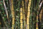 Giant bamboo