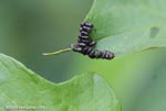 Immature Leaf Beetle grubs, Chrysomelidae devouring a plant leaf