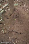 Leaf cutter ant nest