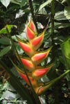 Red and yellow heliconia